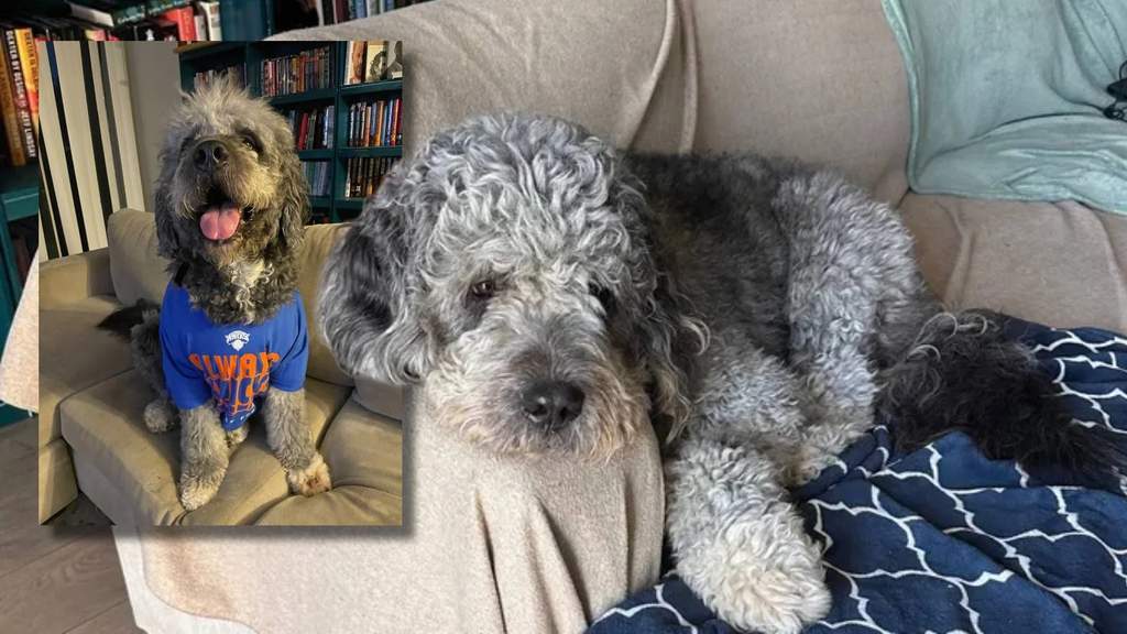 Donasi Netizen Tembus USD 100 Ribu untuk Anjing yang Ditembak LAPD