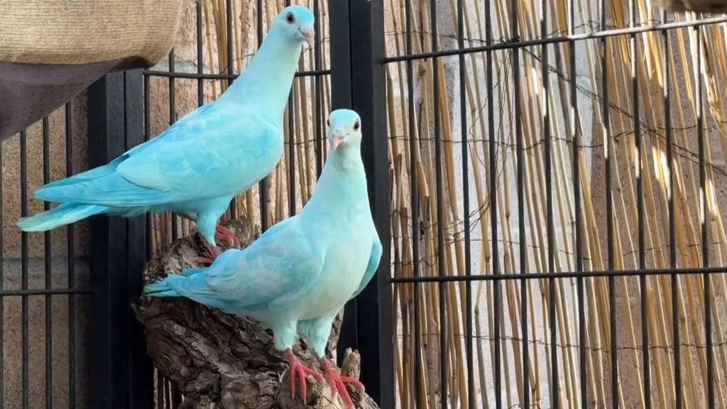 Pasangan TikTok Dove Clubb Minta Maaf Usai Warnai Merpati Jadi Biru